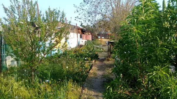 Huertos comunitarios en Chile: solidaridad y autogestión en plena pandemia de COVID-19 Huertos comunitarios en Chile: solidaridad y autogestión en plena pandemia de COVID-19 - Sputnik Mundo