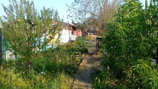 Huertos comunitarios en Chile: solidaridad y autogestión en plena pandemia de COVID-19 Huertos comunitarios en Chile: solidaridad y autogestión en plena pandemia de COVID-19 - Sputnik Mundo