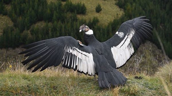 Iguiñaro eleva sus alas en libertad sobre los páramos andinos de Ecuador - Sputnik Mundo