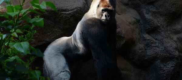 Una gorila, referencial - Sputnik Mundo