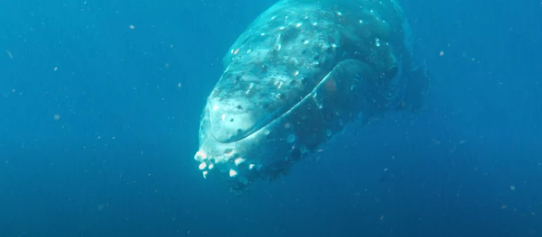 Una amistosa ballena jorobada juega con unos buceadores - Sputnik Mundo