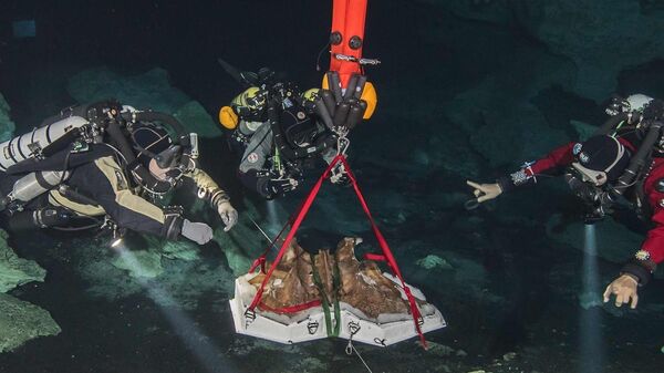 Identifican los restos de un perezoso gigante prehistórico hundido en una cueva de México - Sputnik Mundo