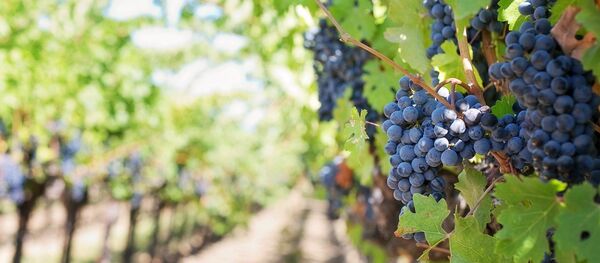 Una viña - Sputnik Mundo