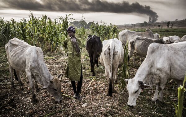 'Pastando humo, cosechando miedo' por Luis Tato, España - Sputnik Mundo