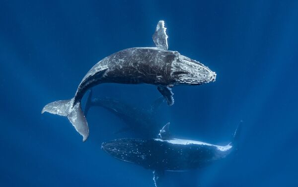 'Círculo de vida' por Sean Steininger, EEUU - Sputnik Mundo