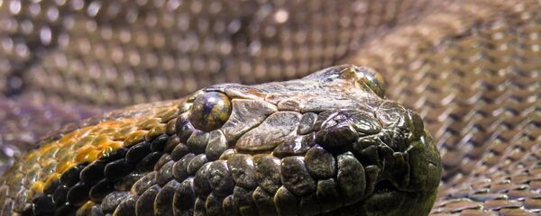 Anaconda - Sputnik Mundo