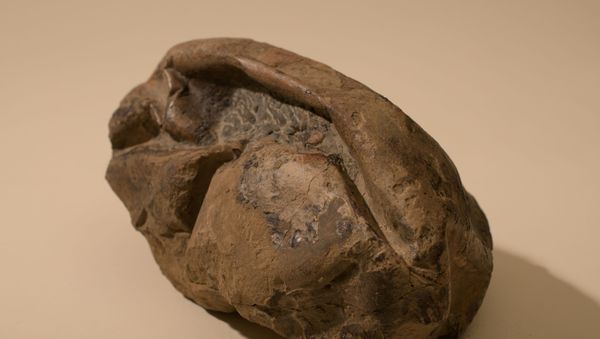El huevo más grande de la era de los dinosaurios El huevo más grande de la era de los dinosaurios - Sputnik Mundo