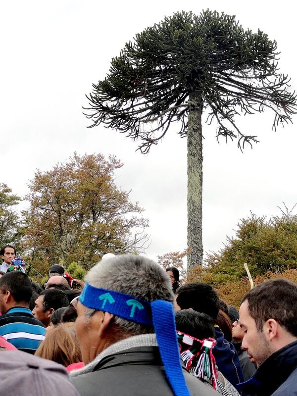 Racismo histórico en Chile: los George Floyd del pueblo mapuche - Sputnik Mundo
