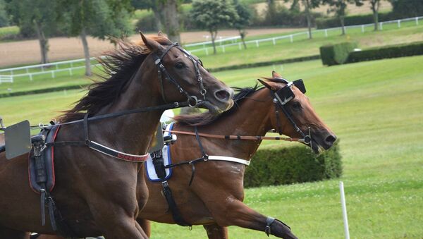 Carrera de caballos, foto de archivo - Sputnik Mundo