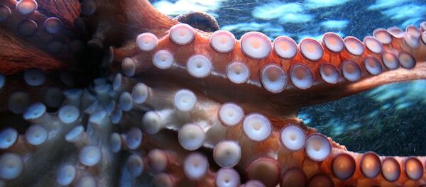 Calamar (imagen referencial) - Sputnik Mundo