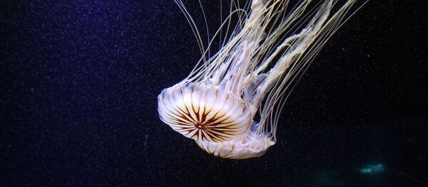Una medusa (imagen referencial) - Sputnik Mundo