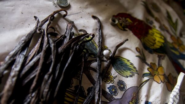 Vainilla seca dentro de la casa de la familia García-Castaño, Papantla, Veracruz - Sputnik Mundo