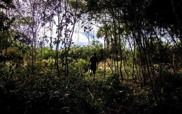 Miembro de la familia García-Castaño al amanecer inicia sus actividades en los campos de vainilla en El Chote - Sputnik Mundo
