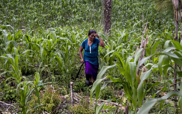 Miembro de la familia García -Castaño regresa después de trabajar en el campo en El Chote, Papantla, Veracruz - Sputnik Mundo