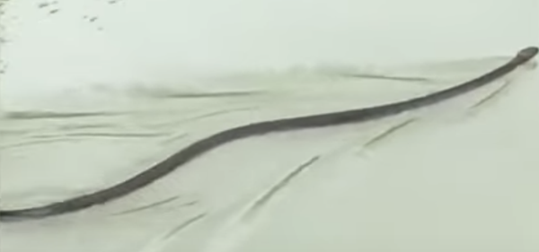 Una cobra real persigue a una más pequeña y se la traga entera - Sputnik Mundo