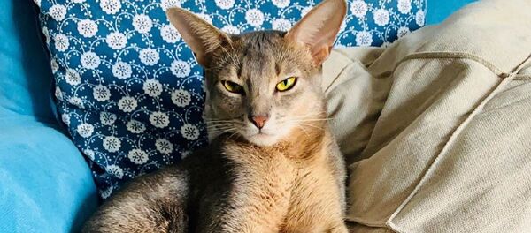 El gato de la gimnasta rusa Alexandra Soldatova - Sputnik Mundo