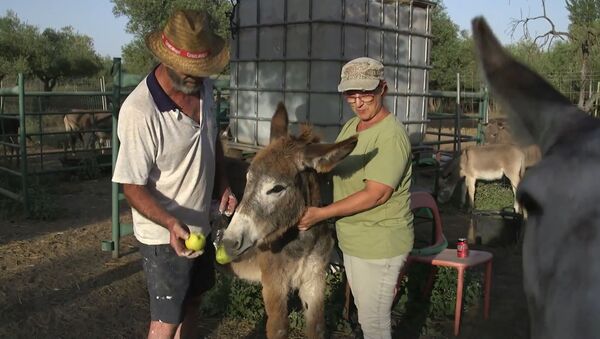 El proyecto 'Doctor Burro' en España - Sputnik Mundo