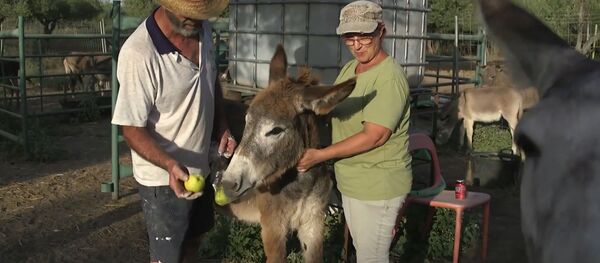 El proyecto 'Doctor Burro' en España - Sputnik Mundo