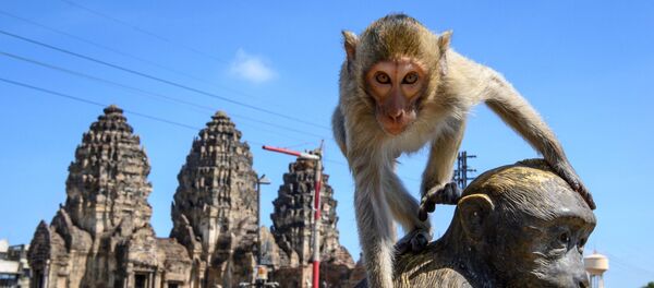 Un macaco en la ciudad tailandesa de Lopburi - Sputnik Mundo