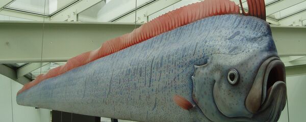 El pez remo (Regalescus glesne) El pez remo (Regalescus glesne) - Sputnik Mundo