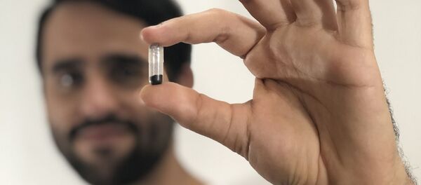 Mini cápsula con huevos de mosquitos transgénicos de Oxitec - Sputnik Mundo