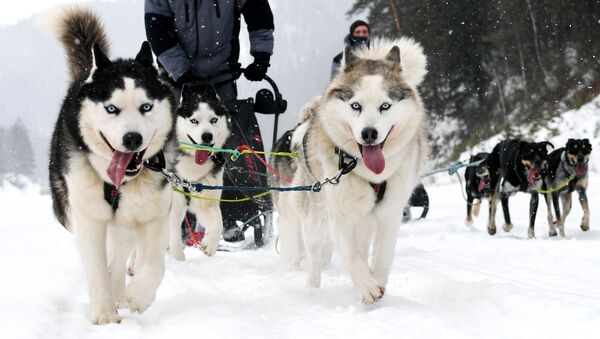 Un trineo con perros Husky - Sputnik Mundo