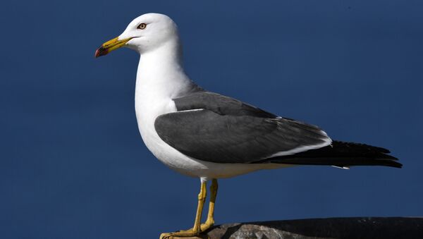 Una gaviota - Sputnik Mundo