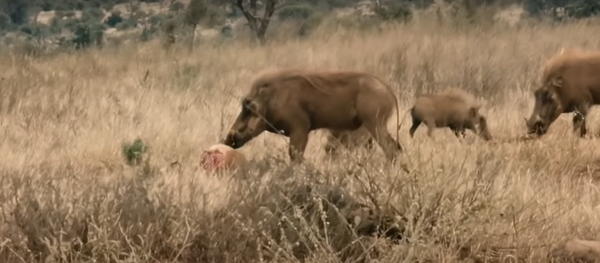Pumba ya no es vegano: unos jabalíes le quitan la comida a un guepardo - Sputnik Mundo