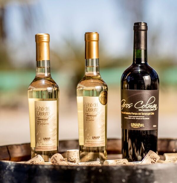 El Vino del Desierto: único y 100% chileno El Vino del Desierto: único y 100% chileno - Sputnik Mundo