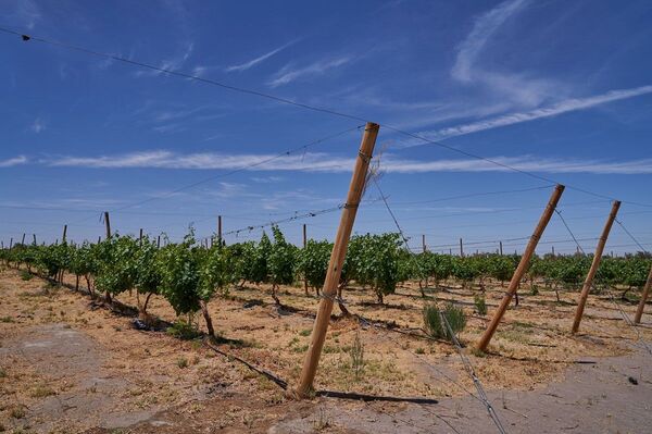 El Vino del Desierto: único y 100% chileno El Vino del Desierto: único y 100% chileno - Sputnik Mundo