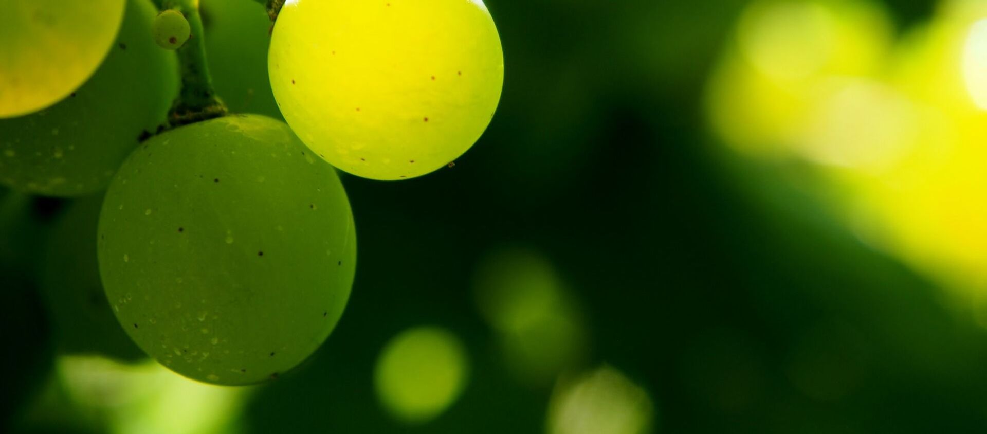 Uvas blancas Uvas blancas - Sputnik Mundo, 1920, 29.06.2020