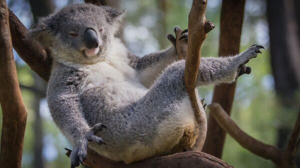 Los koalas pueden desaparecer - Sputnik Mundo