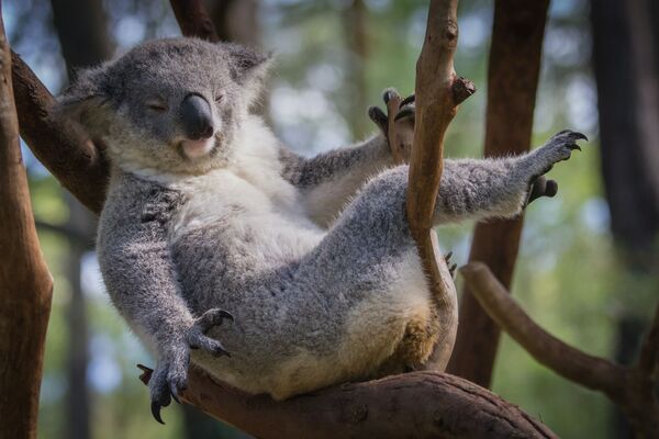 Los koalas pueden desaparecer - Sputnik Mundo