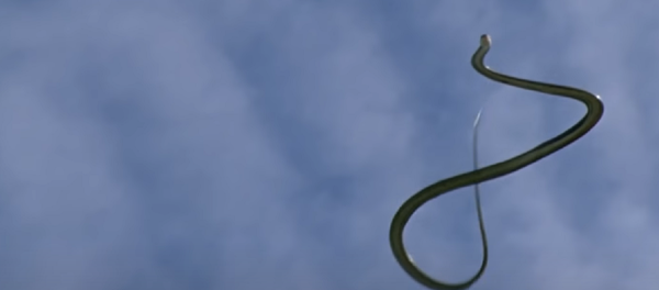 Una serpiente voladora - Sputnik Mundo