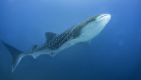 Un tiburón ballena - Sputnik Mundo