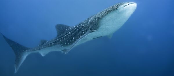 Un tiburón ballena - Sputnik Mundo