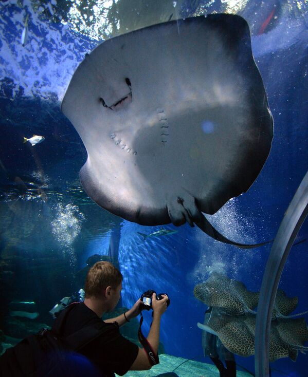 Приморский  океанариум  - Sputnik Mundo