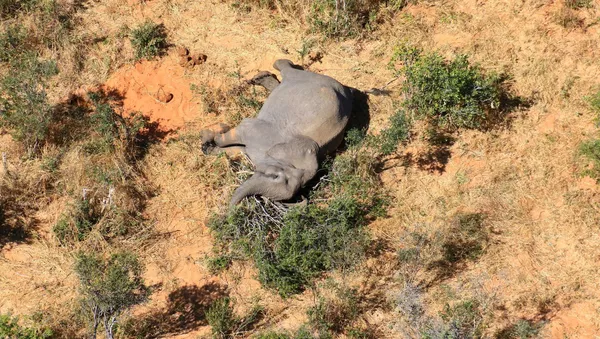 Un elefante muerto en Botsuana