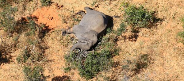Un elefante muerto en Botsuana - Sputnik Mundo
