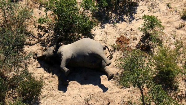 Un elefante muerto en Botsuana - Sputnik Mundo