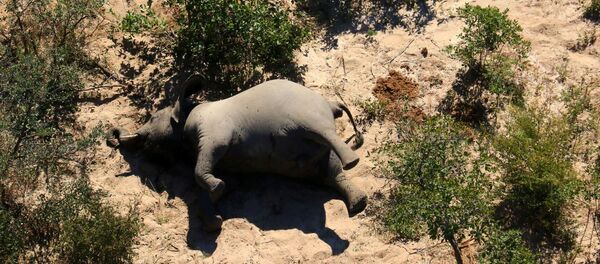 Un elefante muerto en Botsuana Un elefante muerto en Botsuana - Sputnik Mundo