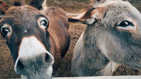 Imagen referencial de burros - Sputnik Mundo