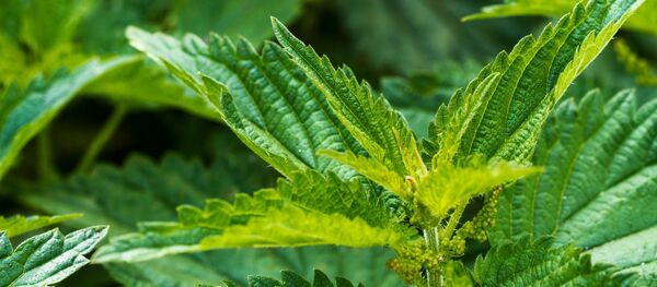 La ortiga - Sputnik Mundo