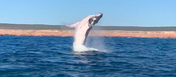 Una ballena jorobada salta del agua - Sputnik Mundo