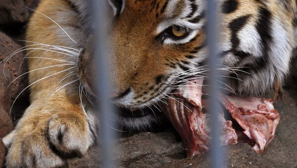 Un tigre de Amur, referencial - Sputnik Mundo