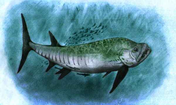 Bulldog, el pez gigante de hace 70 millones de años en la Patagonia argentina | Fotos - Sputnik Mundo