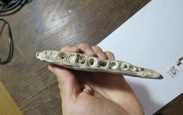 Fragmento del maxilar del Xiphactinus en el que pueden observarse los alvéolos donde estaban ubicados sus dientes. - Sputnik Mundo