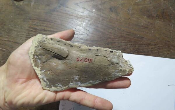 Parte de la mandíbula del pez bulldog. - Sputnik Mundo