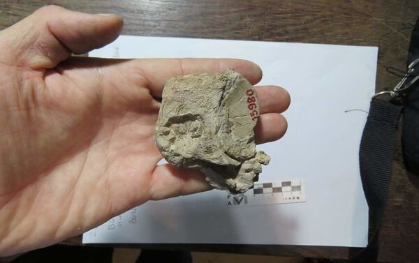 Parte de la mandíbula del pez bulldog. - Sputnik Mundo