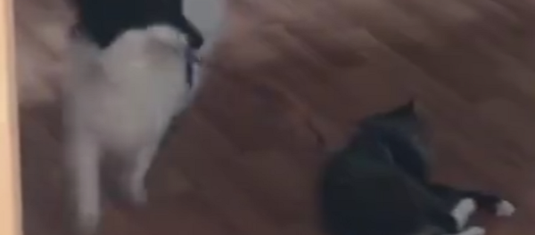 Este juguetón perro no capta las señales del gato - Sputnik Mundo